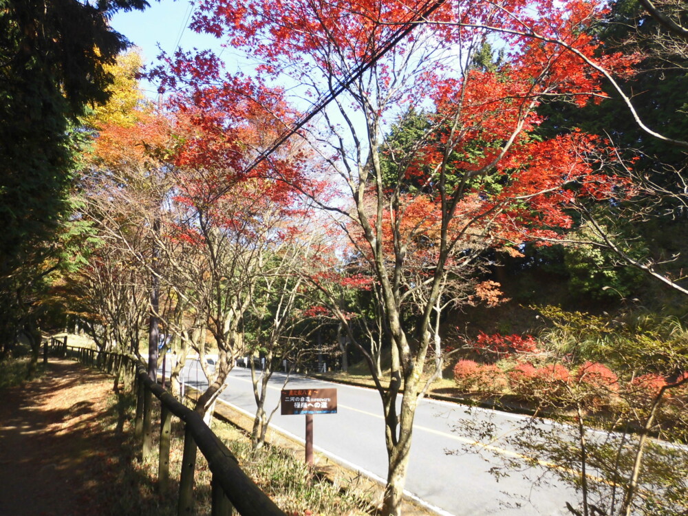 奥比叡ドライブウェイと並行する東海自然歩道の紅葉 見頃 2016年11月12日 撮影:MKタクシー