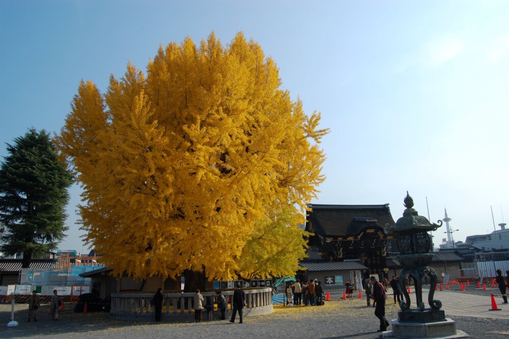 西本願寺・阿弥陀堂前のイチョウ 見頃 2007年12月2日 撮影:MKタクシー