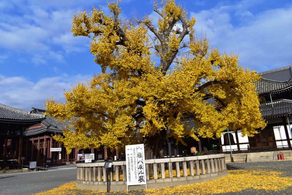 西本願寺・阿弥陀堂前のイチョウ 散りはじめ 2019年12月14日 撮影:MKタクシー