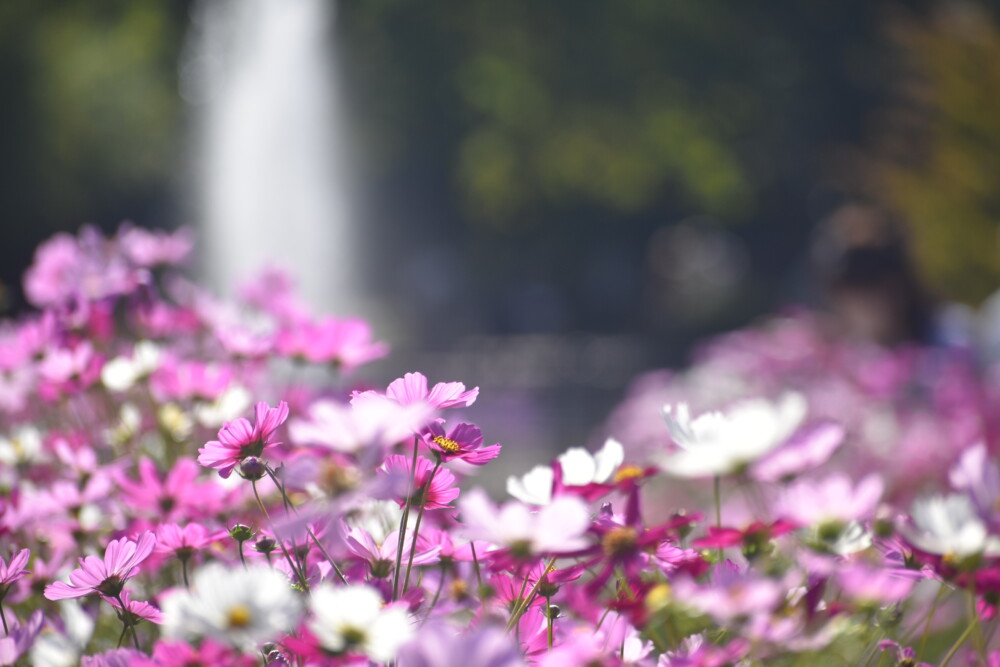 京都府立植物園・北山門前のコスモスと噴水 見頃 2021年10月16日 撮影:MKタクシー