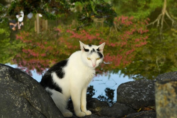 円山公園の猫とサルスベリ　見頃　2017年8月27日　撮影：MKタクシー