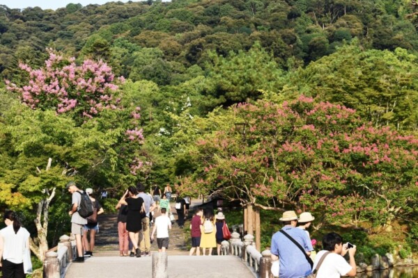 円山公園のサルスベリ　見頃　2019年8月10日　撮影：MKタクシー