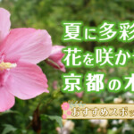 夏に多彩な花を咲かせる、京都の木槿（ムクゲ）おすすめスポット5選