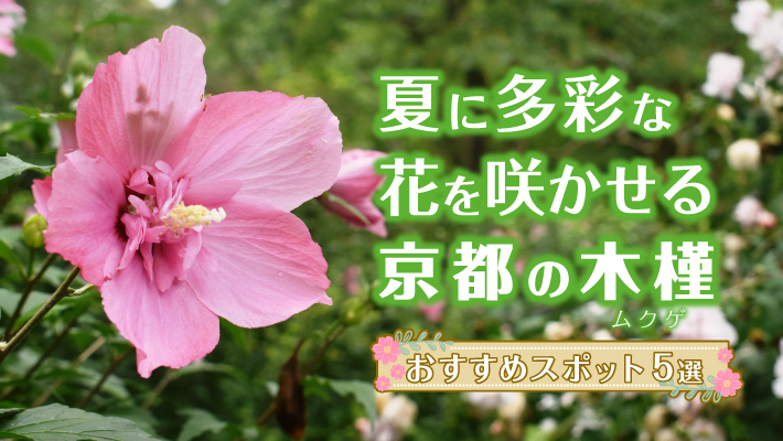 夏に多彩な花を咲かせる 京都の木槿 ムクゲ おすすめスポット5選 Mkメディア