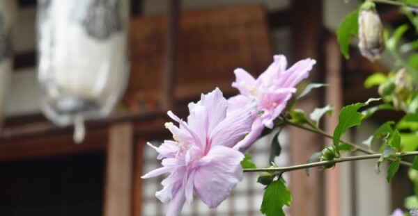 西林寺（木槿地蔵）のムクゲ　三分咲き　2019年7月13日　撮影：MKタクシー