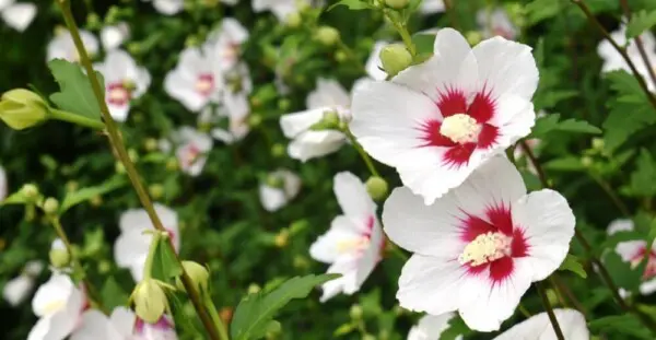 夏に多彩な花を咲かせる 京都の木槿 ムクゲ おすすめスポット5選 Mkメディア