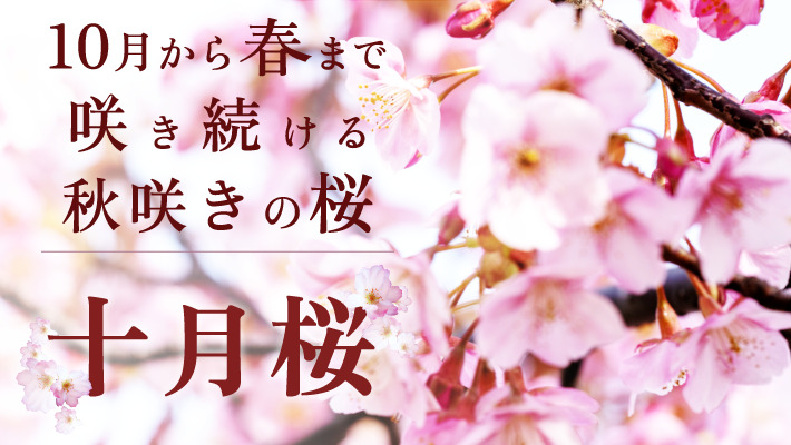 十月から春まで咲き続ける秋咲きの桜、十月桜（ジュウガツザクラ）とは