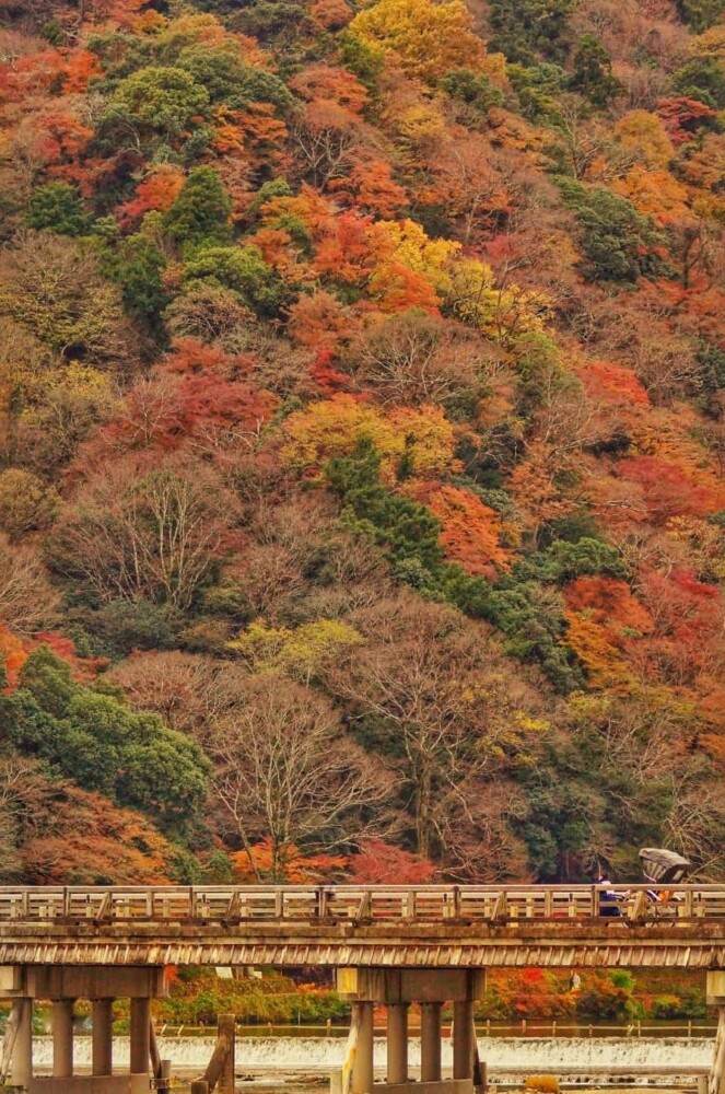 渡月橋と嵐山の紅葉　2021年　撮影：MKタクシー