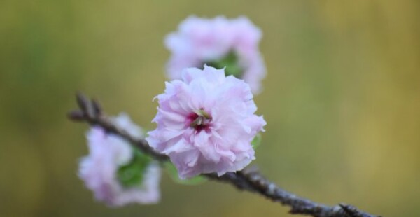 兼六園菊桜の狂い咲き　撮影：MKタクシー