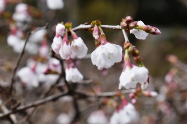 京都府立植物園のマメザクラ　2019年3月24日　撮影：MKタクシー