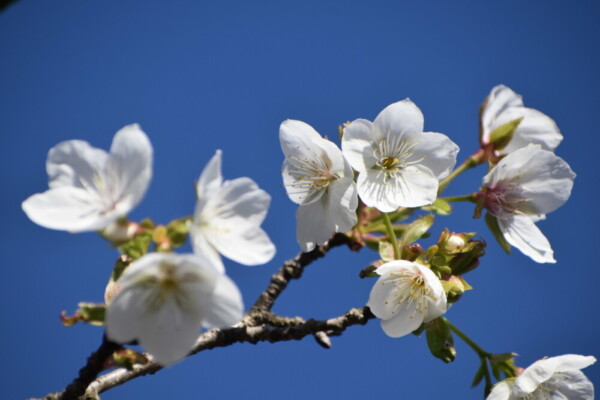 不断桜（フダンザクラ）　京都府立植物園　撮影：MKタクシー