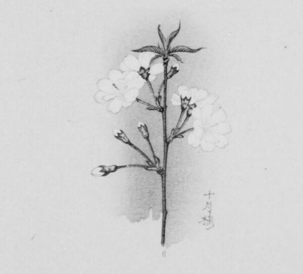 1921年発行 三好学 著「桜花図譜」（国立国会図書館デジタルコレクション）