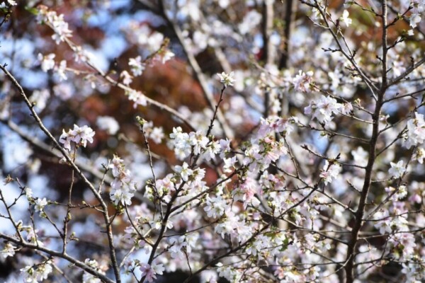 京都府立植物園の四季桜　2019年11月19日　撮影：MKタクシー