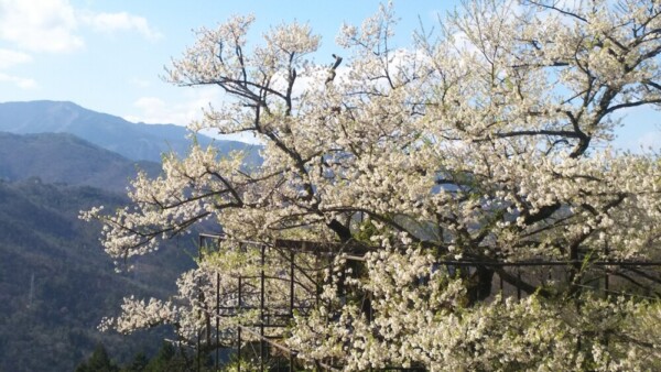 樽見の大桜（エドヒガン）　2019年4月15日　撮影：MKタクシー