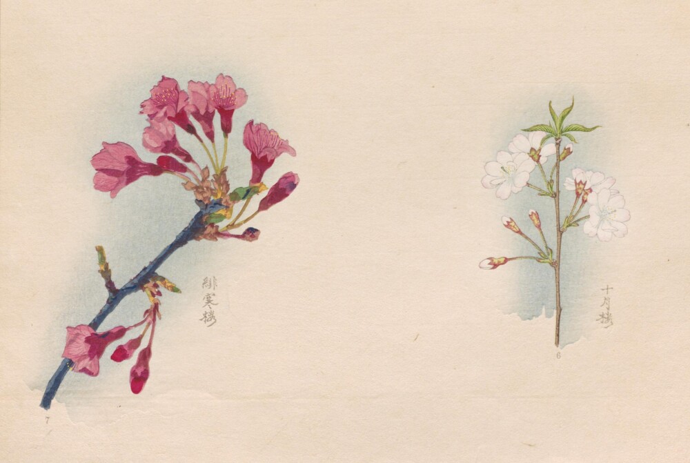 出典：国立国会図書館 NDLイメージバンク「三好学の桜花図譜」