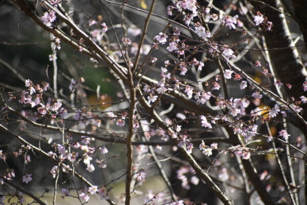 京都府立植物園の十月桜　2018年12月8日　撮影：MKタクシー