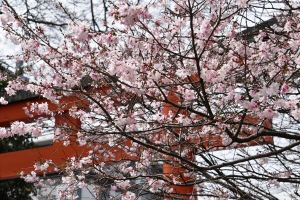 平野神社・猿田彦社前の十月桜　2020年3月22日　撮影：MKタクシー