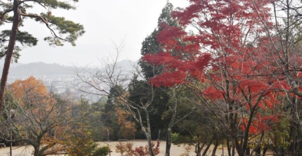 亀山公園から見た朝霧でかすむ京都市内と紅葉　12月1日　撮影：MKタクシー