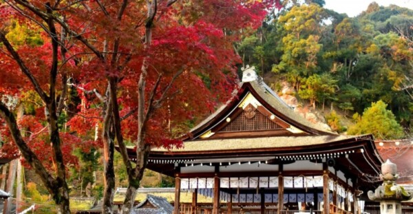 松尾大社・拝殿と紅葉　11月20日　撮影：MKタクシー