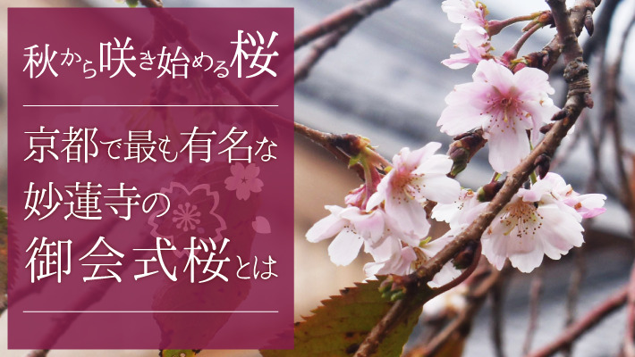 秋から咲き始める桜として京都で最も有名な妙蓮寺の「御会式桜」とは