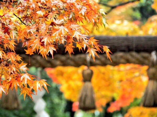 野宮神社の「黒木の鳥居」と紅葉　11月18日　撮影：MKタクシー