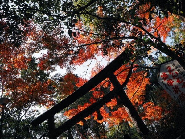 野宮神社の「黒木の鳥居」と紅葉　11月27日　撮影：MKタクシー