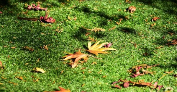 野宮神社の「苔の庭」の散紅葉　12月8日　撮影：MKタクシー