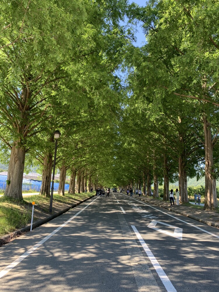 メタセコイア並木の新緑　2020年6月7日　撮影：MKタクシー