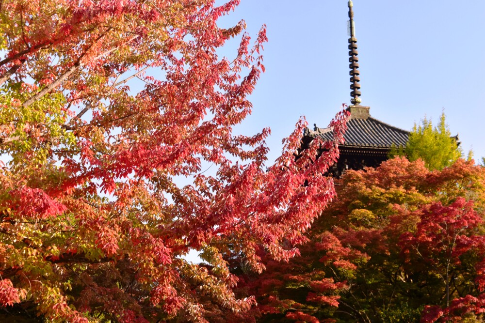 真如堂・三重塔とハナノキの紅葉　見頃　2020年11月12日　撮影:MKタクシー