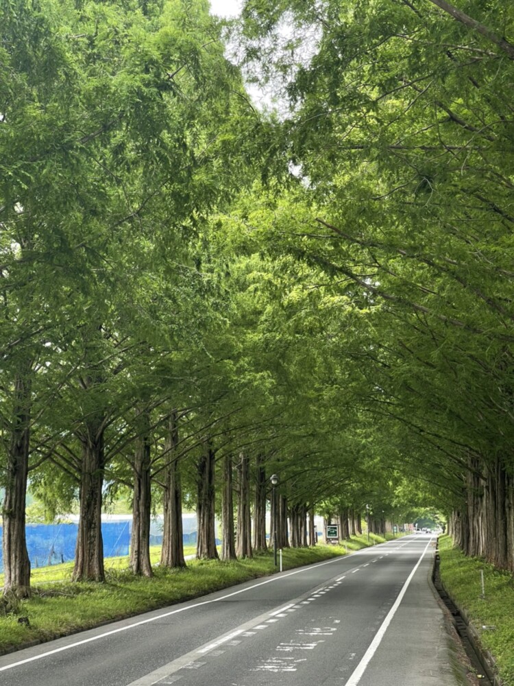 メタセコイア並木の新緑　2021年6月26日　撮影：MKタクシー