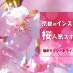 京都のインスタ映えする桜人気スポット5選！若手タクシードライバーのおすすめ