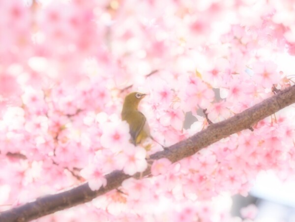 諸川諒ドライバーが撮影した桜とメジロ