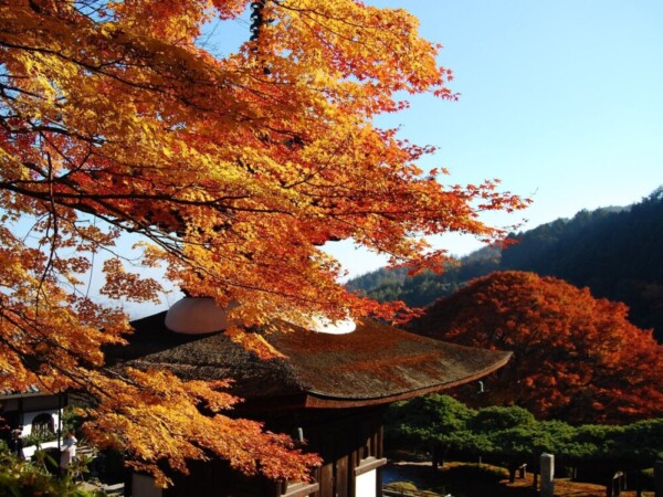 「京都の中心部を巡った後で、ゆっくり落ち着いた景色を楽しまれる方が多いです」（写真は善峯寺）　MK新聞2016年11月1日号より