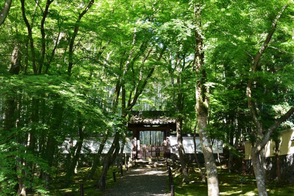 地蔵院（竹の寺）の新緑　2020年5月28日　撮影：MKタクシー