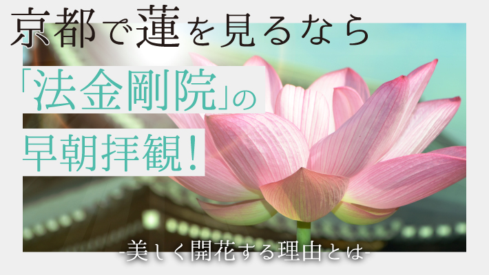 京都で蓮を見るなら「法金剛院」の早朝拝観！美しく開花する理由とは