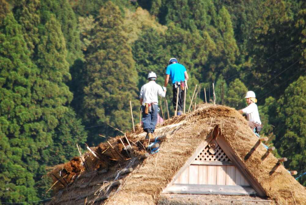 茅葺の葺き替え作業 2014年11月22日 撮影:MKタクシー