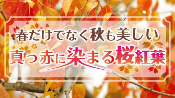 桜は春だけじゃない！秋の京都で真っ赤に染まる桜紅葉（さくらもみじ）