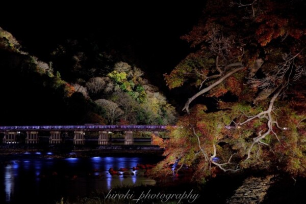 渡月橋の紅葉ライトアップ　見頃　2020年11月21日　撮影：MKタクシー