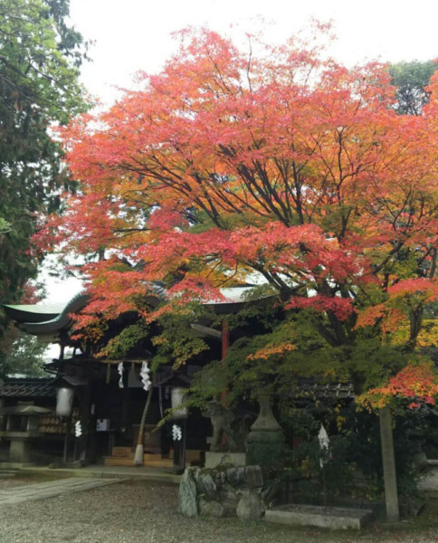 粟田神社・本殿の紅葉　見頃　2016年11月20日　撮影：MKタクシー