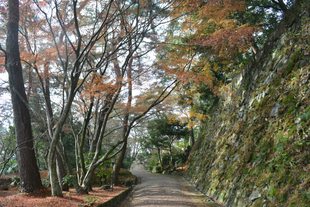 亀山城の紅葉　終わり近し　2017年11月21日　撮影：MKタクシー
