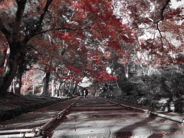 毘沙門堂の紅葉（赤以外の色を取り除いています）　見頃　2020年11月17日　撮影：MKタクシー