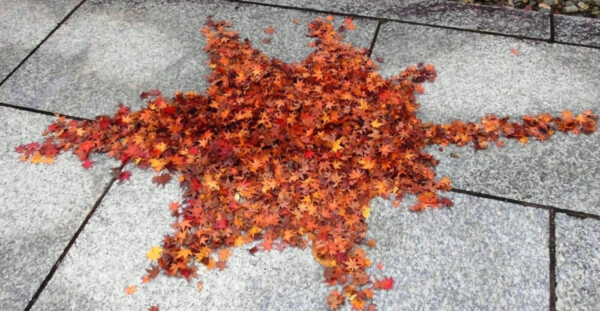 智積院・参道の散紅葉でできたモミジ　2016年11月19日　撮影：MKタクシー