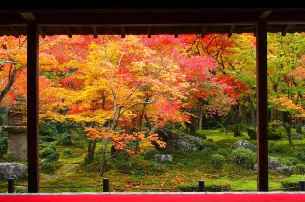 圓光寺・十牛の庭の紅葉　見頃　2016年11月13日　撮影：MKタクシー