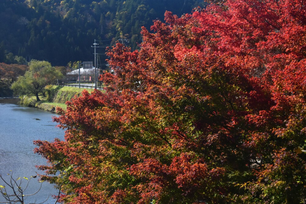 美山町中の紅葉と由良川の清流 見頃 2019年11月10日 撮影:MKタクシー