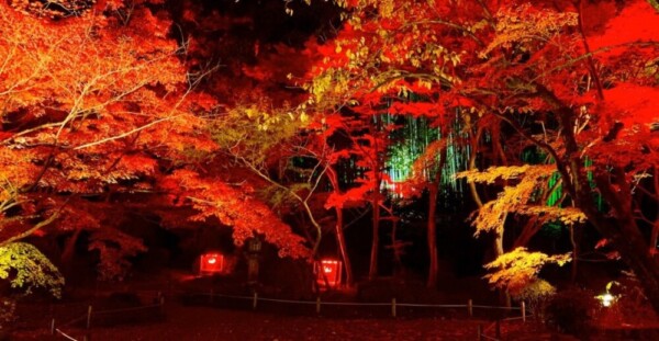 石山寺の紅葉ライトアップ　2019年11月19日　撮影：MKタクシー