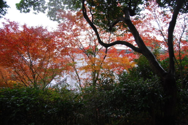 金福寺の紅葉　2011年12月8日　散りはじめ　撮影：MKタクシー