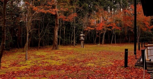 高桐院・楓の庭の紅葉　散りはじめ　2019年12月5日　撮影：MKタクシー