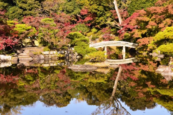 京都仙洞御所・南池の紅葉　見頃　2020年11月12日　撮影：MKタクシー