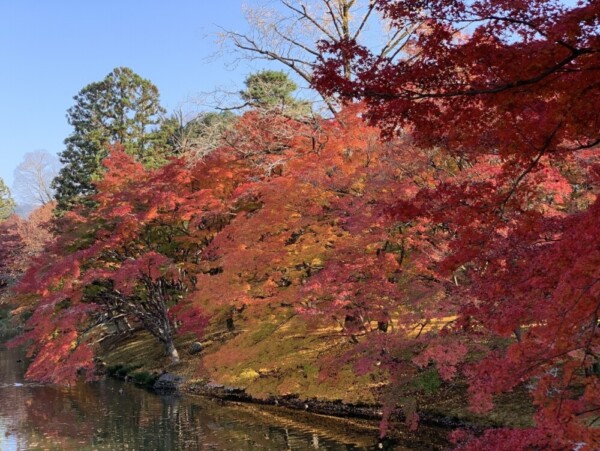 京都仙洞御所・北池の紅葉　見頃　2020年11月18日　撮影：MKタクシー