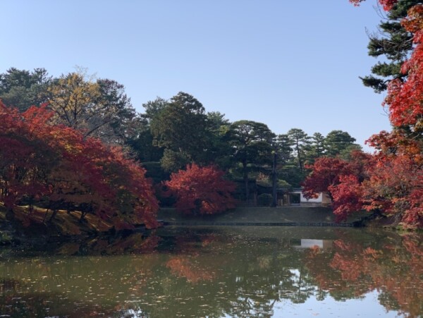 京都仙洞御所・南池の紅葉　見頃　2020年11月18日　撮影：MKタクシー